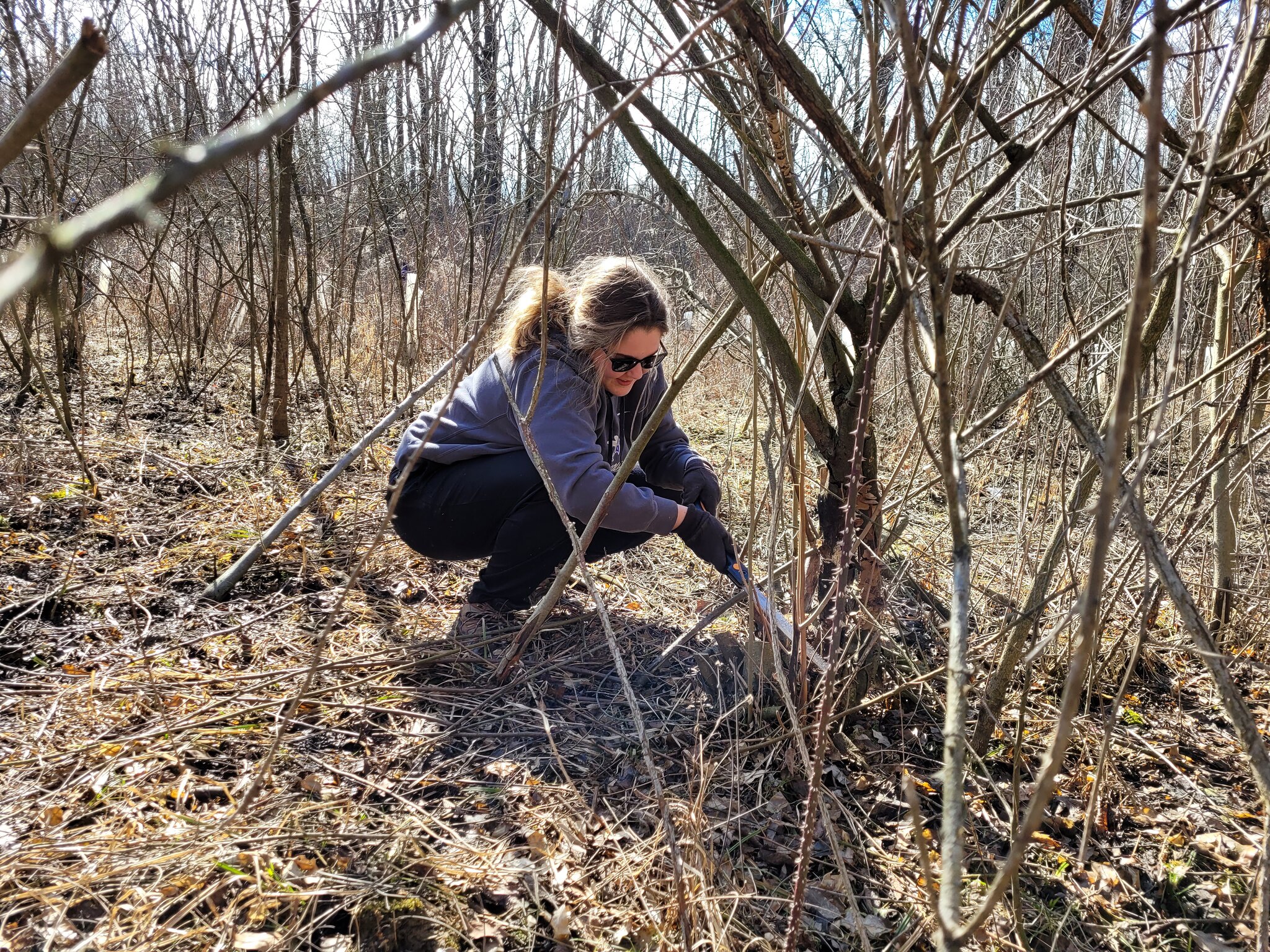 A female student is crouching at the base of an Autumn Olive shrub